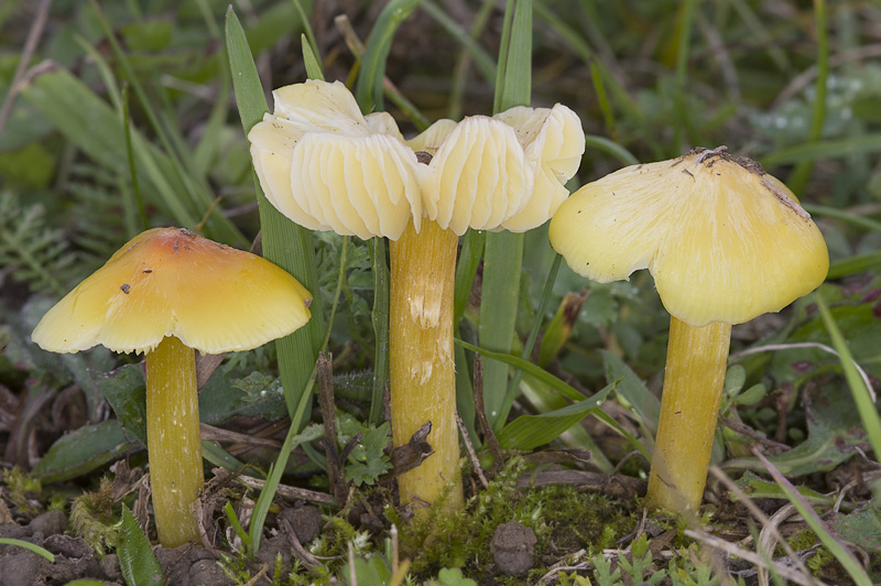 Hygrocybe persistens